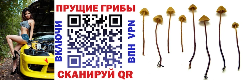 Галлюциногенные грибы MAGIC MUSHROOMS Углич